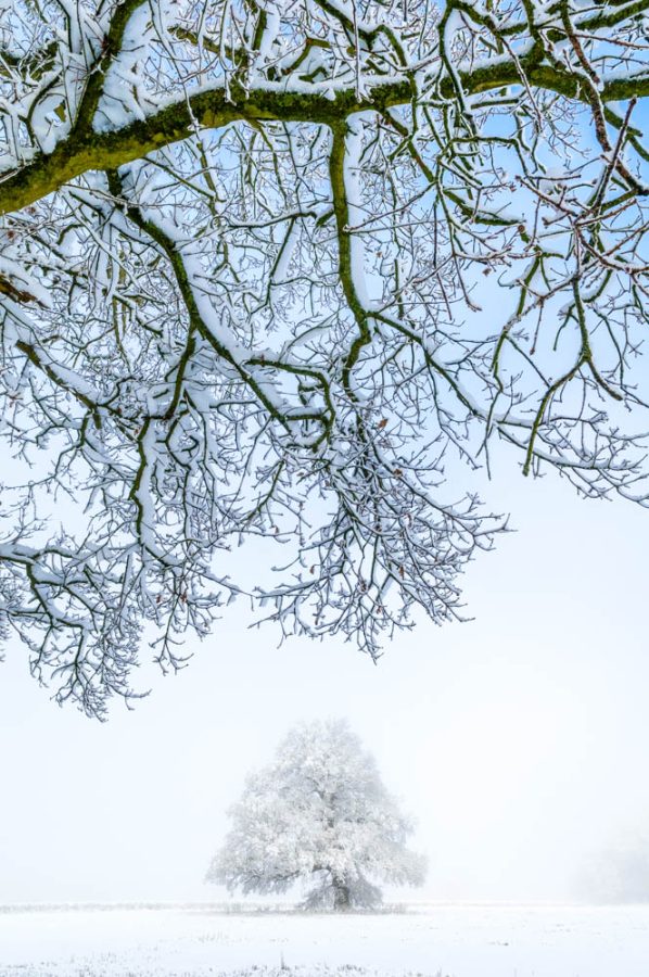 Oak tree in snow