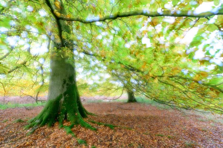 Trees Archives | Andy Small